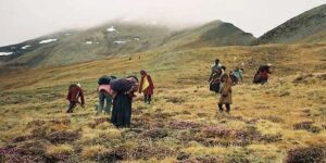 जेठ २५ देखि मकालु वरुणमा यार्सागुम्बा सङ्कलन खुला