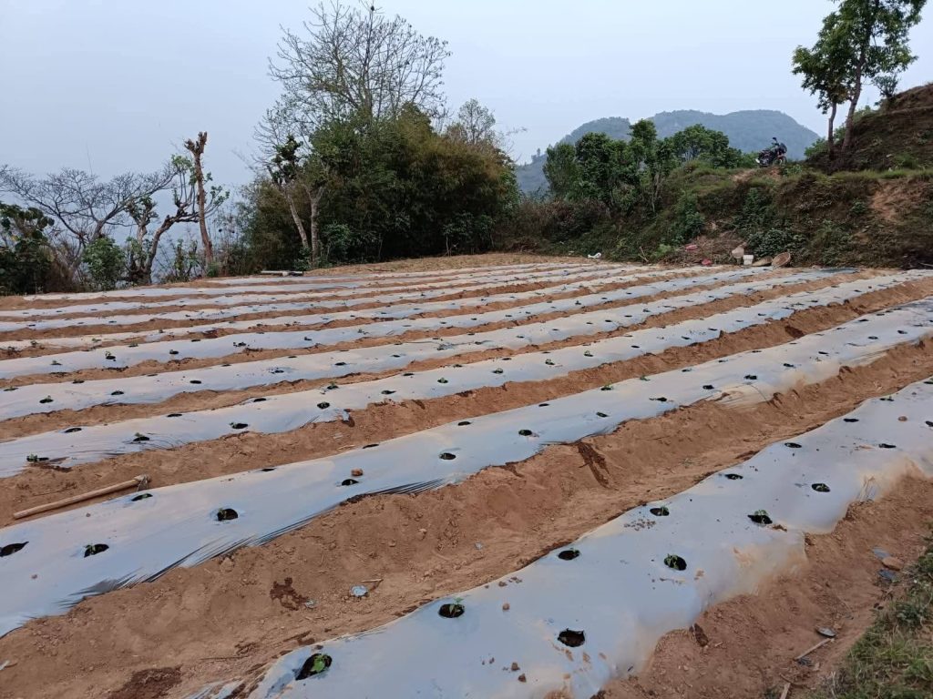 झाडी फाडेर व्यावसायिक अकबरे खुर्सानीखेती : १० लाख आम्दानी गर्ने लक्ष्य