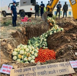 सुर्खेतमा विषादीयुक्त तरकारीको बिगबिगी, नष्ट गरिए काउली र गोलभेँडा