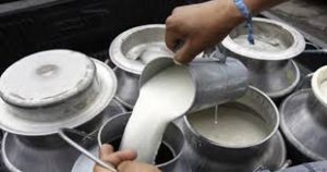 दूध बिक्री भइरहेको छ, तर किसानको ५५ करोड रुपैयाँ भुक्तानी बाँकी