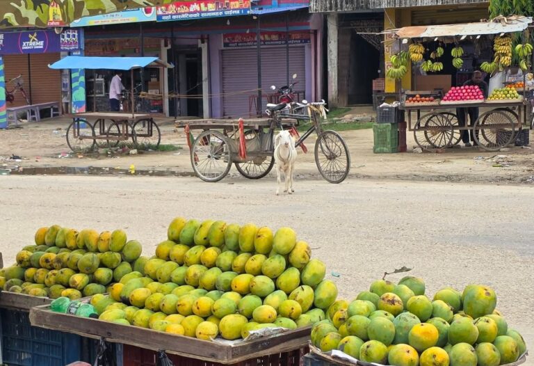 रौतहटका बजारमा विषादीयुक्त आँपको बिगबिगी, नियमनकारी निकाय मौन