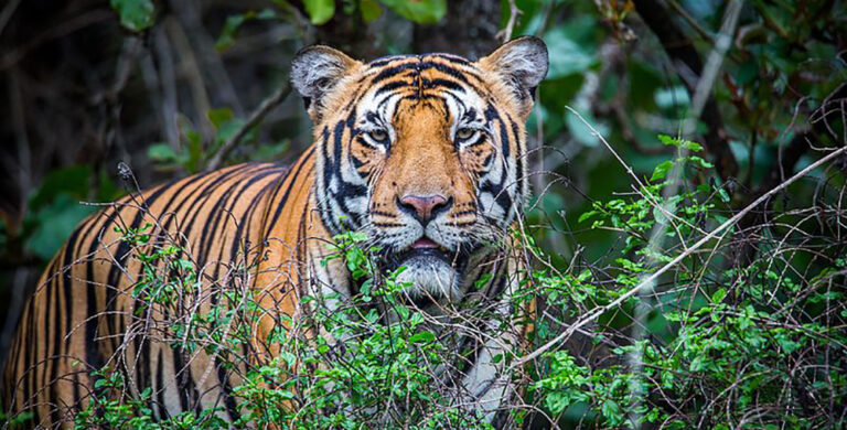 चितवन र पर्सा राष्ट्रिय निकुञ्जमा बाघका आहार प्रजातिको सर्वेक्षण सम्पन्न