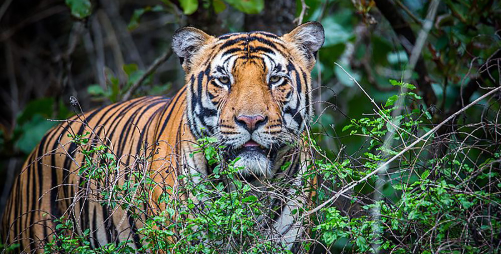 चितवन र पर्सा राष्ट्रिय निकुञ्जमा बाघका आहार प्रजातिको सर्वेक्षण सम्पन्न