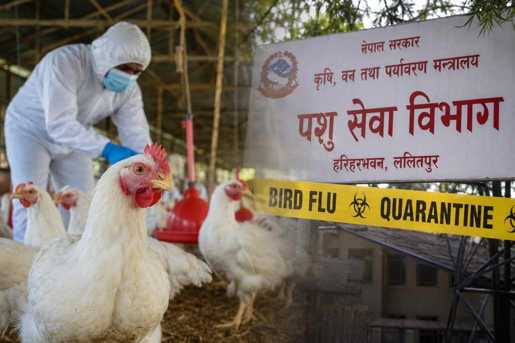 बर्ड फ्लु ११ जिल्लामा फैलियो, साढे पाँच लाख कुखुरा र ९ लाख ८९ हजार अण्डा नष्ट