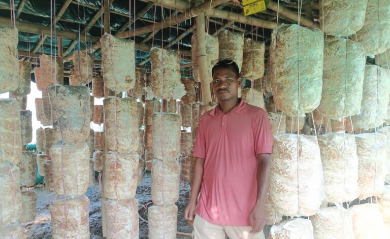 च्याउखेतीबाट वार्षिक १० लाख आम्दानी, चार जनालाई रोजगारी दिँदै मङ्गल चौधरी