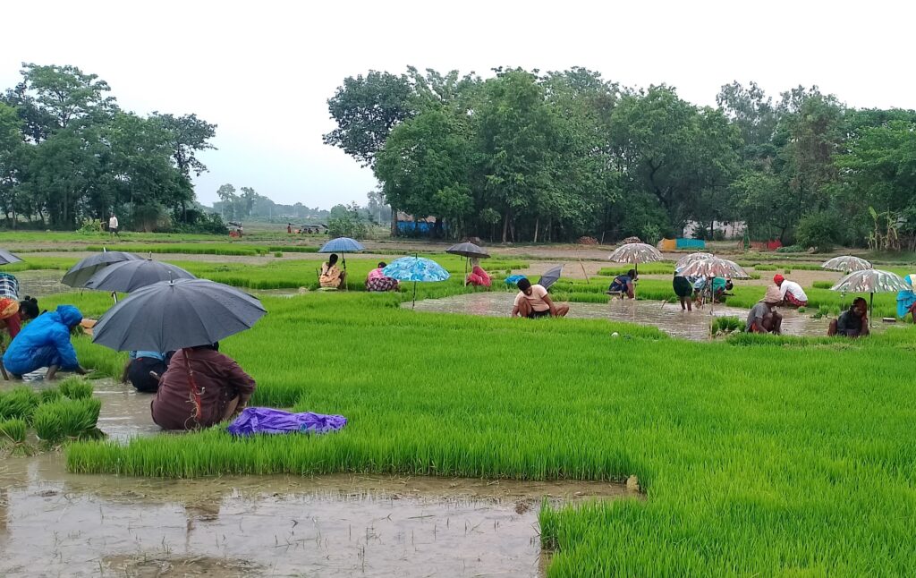 गण्डक नहरमा पानी आएपछि पश्चिम नवलपरासीका किसान रोपाइँमा व्यस्त 