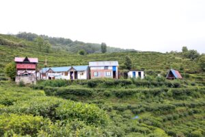 हरियो चियाबारी र हिमालको दृश्यले पर्यटक तान्दै ल्वाङ गाउँ