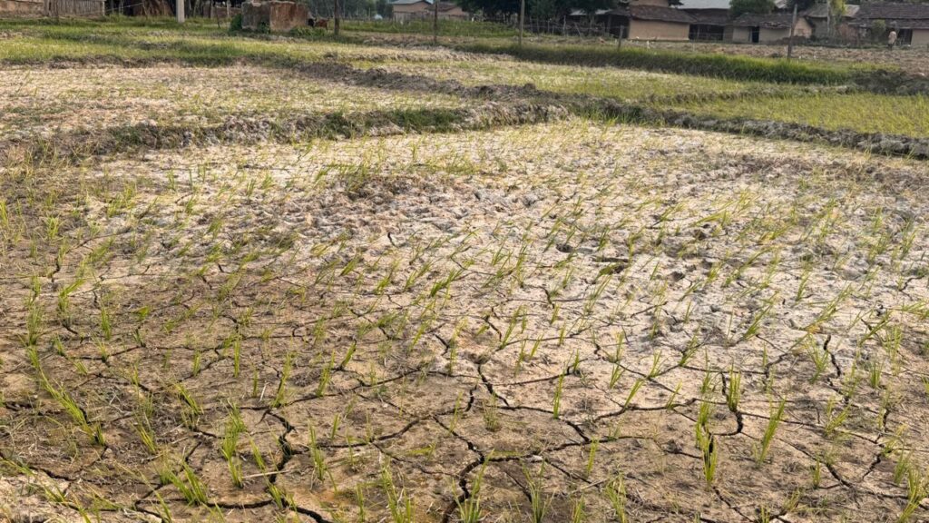वर्षा नहुँदा कैलालीमा धान सुक्न थाल्यो, किसान चिन्तित
