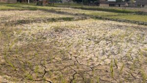 वर्षा नहुँदा कैलालीमा धान सुक्न थाल्यो, किसान चिन्तित