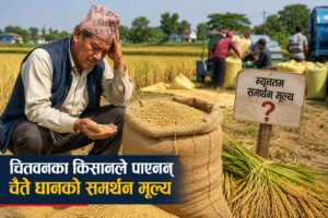 चैते धानको समर्थन मूल्य नपाउदा निराश  चितवनका किसान