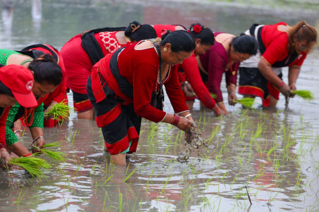 खुमलटारमा धान दिवस तथा रोपाइँ महोत्सव (तस्बिरहरु)