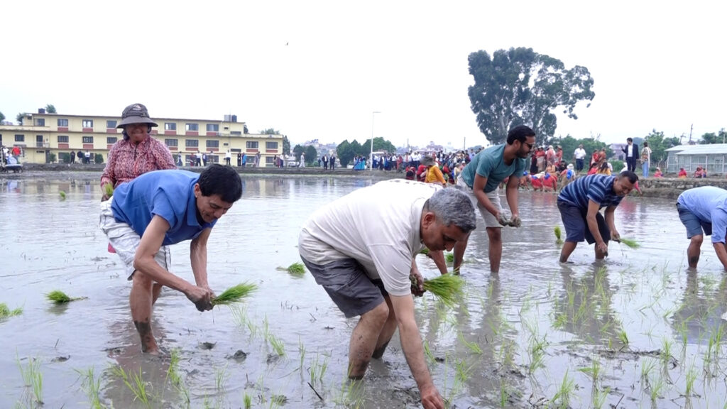 ‘धानखेत जोगाउन नसके खाद्य सुरक्षामा संकट आउन सक्छ’