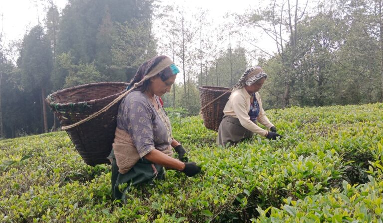 वार्षिक सवा चार अर्ब बढीको तयारी चिया निर्यात  उद्योग बन्द हुँदै , समस्यामा किसान