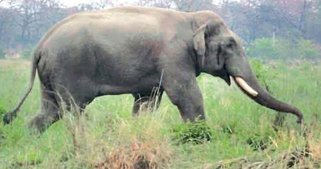 २५ जनाको ज्यान लिएको ध्रुवे हात्तीको दाह्रा काट्ने तयारी
