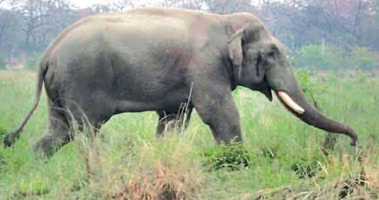२५ जनाको ज्यान लिएको ध्रुवे हात्तीको दाह्रा काट्ने तयारी