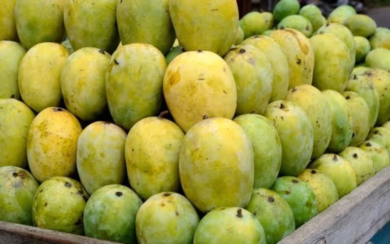 मालदह आँपको मूल्य दोब्बर, किसान भने अझै असन्तुष्ट